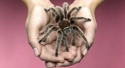 Как ухаживать за домашним тарантулом